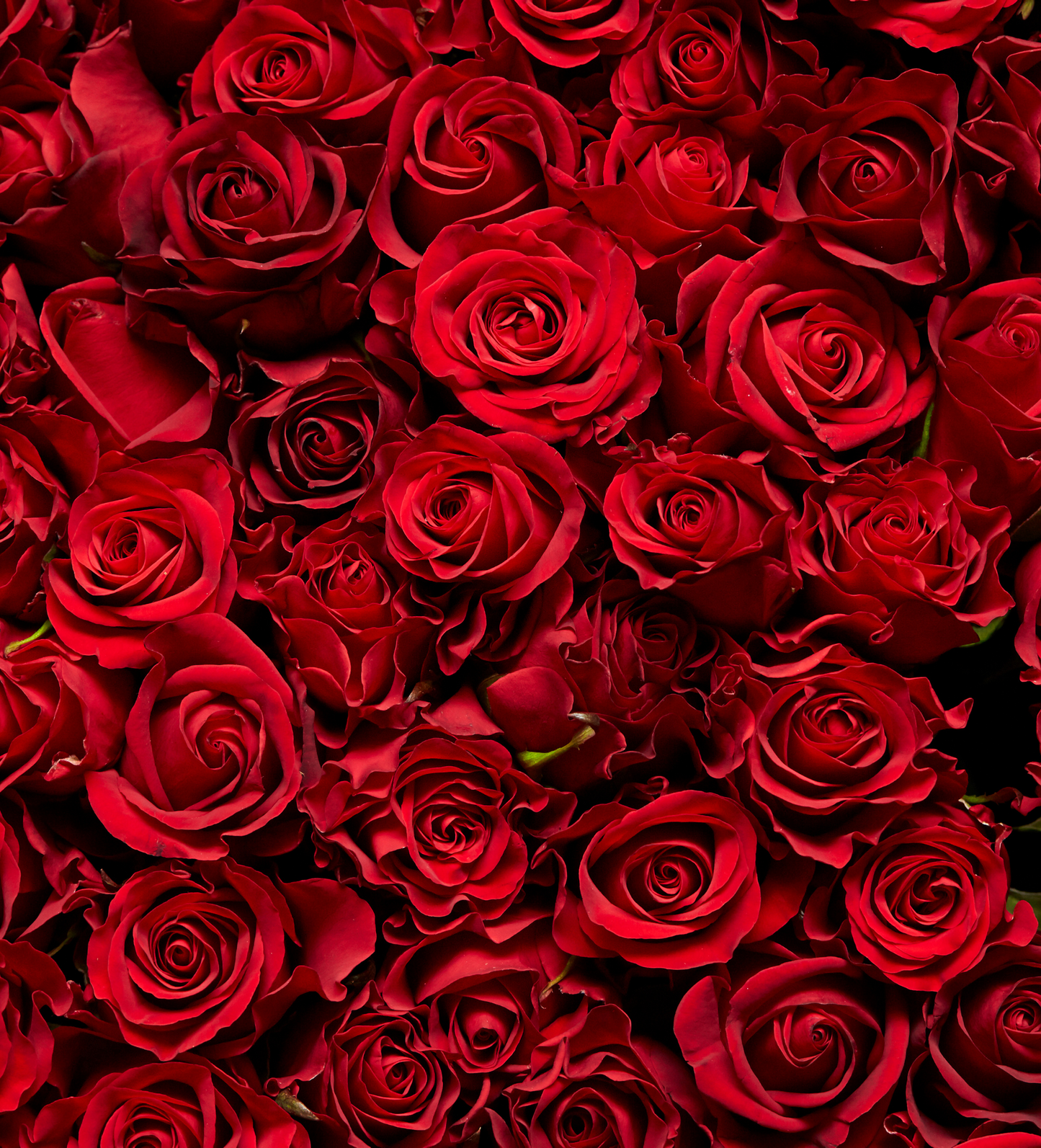True Rose Room & Linen Spray